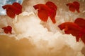 Red color fighting fish, moving in the air, With clouds, moon, stars, and waves. Royalty Free Stock Photo